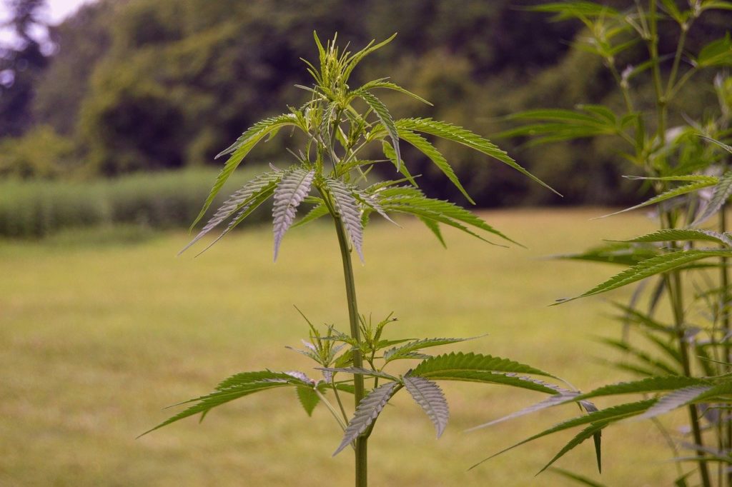 cannabis plant representing cannabis in Sardinia