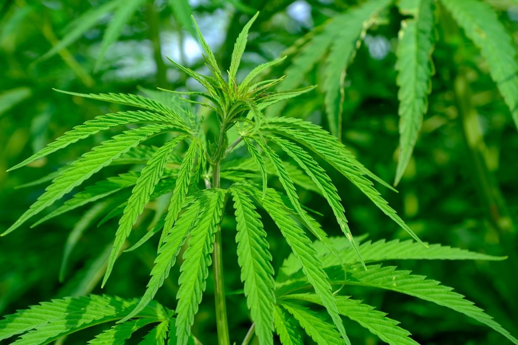 FSD Pharma joins cannabis companies on Nasdaq