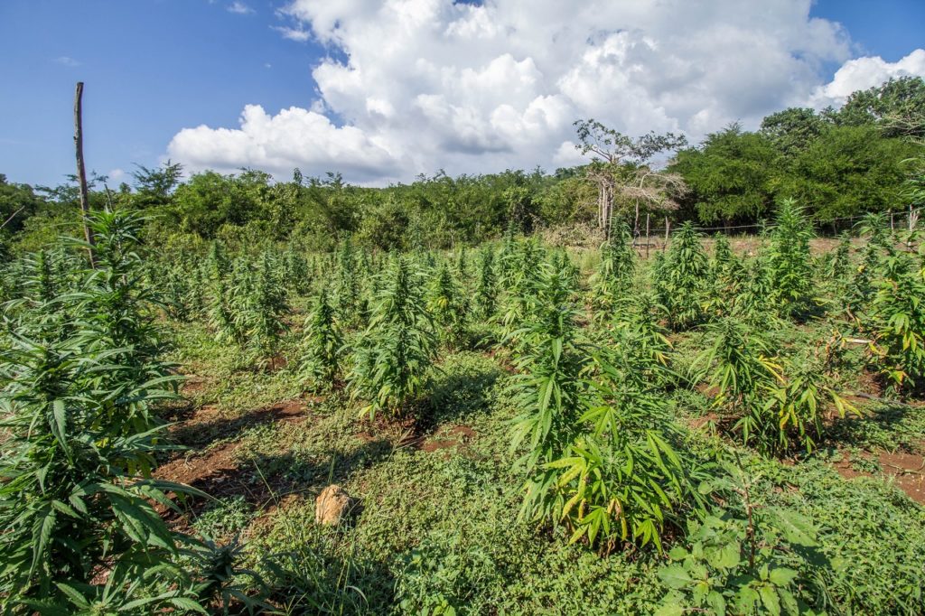 Hemp plants representing cannabis research in Peru