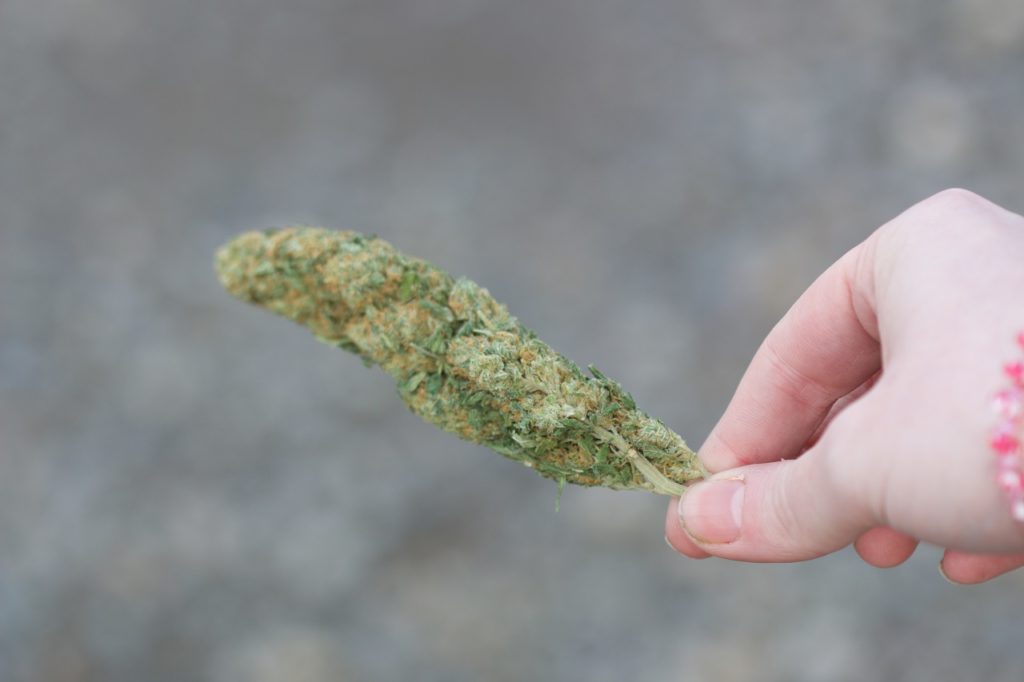 dried cannabis representing the United States cannabis industry