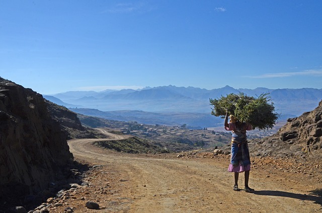 a man carrying plants in Lesotho representing the African cannabis market