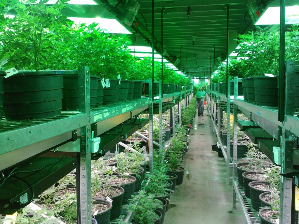Comparing Canopy Growth and Aurora Cannabis in 2020