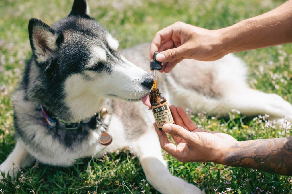 CBD pet products sold ahead of government approval