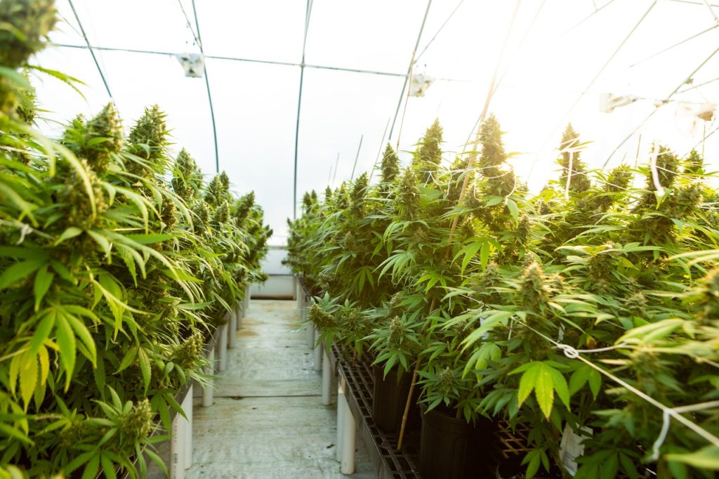 cannabis plants representing the cannabis farm in Europe near Dresden