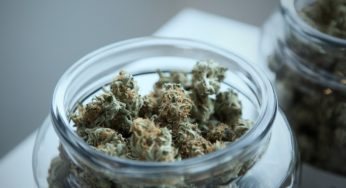 Despite Canadian legalization, the Bloc Pot is not extinct