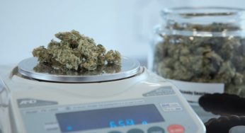 The 7 functions of the Mexican Council of Cannabis and Hemp