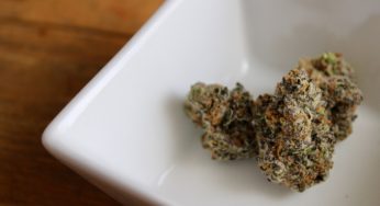In legal limbo, veterinarians prescribe medical cannabis to sick animals