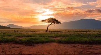 Could cannabis production cause famine in South Africa?