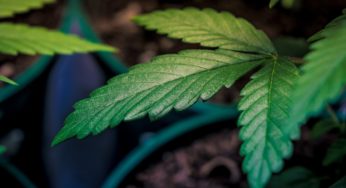 Mexico needs clear regulation on cannabis