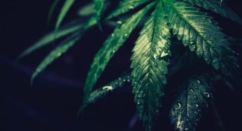 Cannabis supply crisis in Recife, Brazil