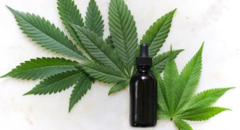 Former Mexican President Vicente Fox to promote the cannabis industry