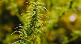 The global cannabis lobby demands the regulation of medical cannabis use in Spain