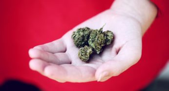 Suarez management started its bet on medical cannabis