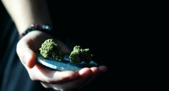 South Africa’s Finance Minister in favor of cannabis legalization