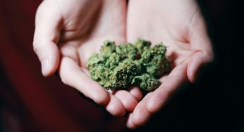 InvertirOnline is betting on medical cannabis with $1,5 million raised
