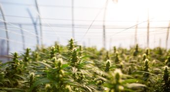 Ghana to legalize cannabis for medical and industrial purposes