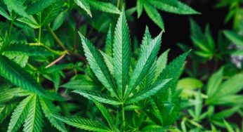 The legal cannabis industry in 2020: investments and mergers from Canada to Uruguay