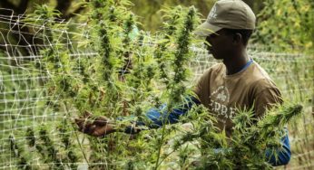 Cannabis shares have hit new lows, but the sector is likely to recover