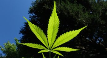 Portugal’s EMMAC will market medical cannabis in Germany
