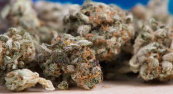 Smoking cannabis could worsen COVID-19 symptoms