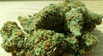 Cannabis could generate a considerable amount of tax revenue in Mexico