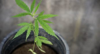 Argentinian cannabis patients are struggling due to strict lockdowns