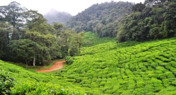 Colombian government renews Medcann’s cannabis cultivation quota