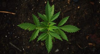 Cannabis as a possible complementary treatment to COVID-19