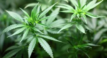 Costa Rica’s government to test the cultivation of hemp in different regions