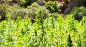 SIEMCOL bets on the benefits cannabis could bring to Colombia’s economy