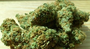 Ecuador is moving forward with its cannabis legalization process