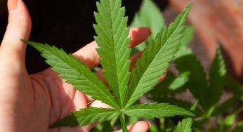 The cannabis company Cookies opened its first shop in Spain