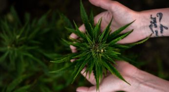 Ecuador is considering hemp as an option to reactivate its economy