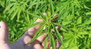 Universities around America are focusing their research on cannabis projects