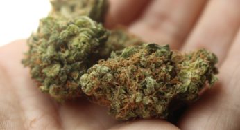 Cannabis sales in Germany skyrocket during the COVID-19 pandemic