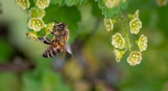 Endangered bee population could be saved thanks to hemp plantations