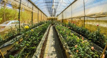 Sky Hemp aims to acquire Aleia Roses to expand its cannabis business