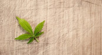 Mexico should legalize hemp as soon as possible to boost its economy