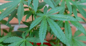 Antioquia is leading the way in the development of the Colombian cannabis market