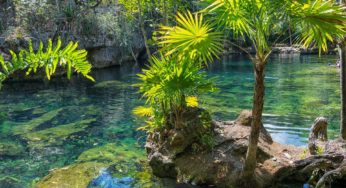 Mexico’s climate and geographical conditions could be perfect for cannabis