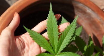 Colombian ex-president raises his voice in favor of cannabis legalization