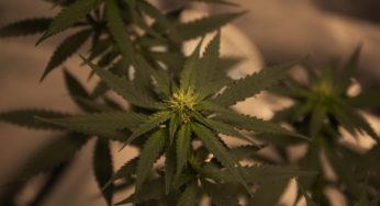 Ecuador will use cannabis to revitalize its economy