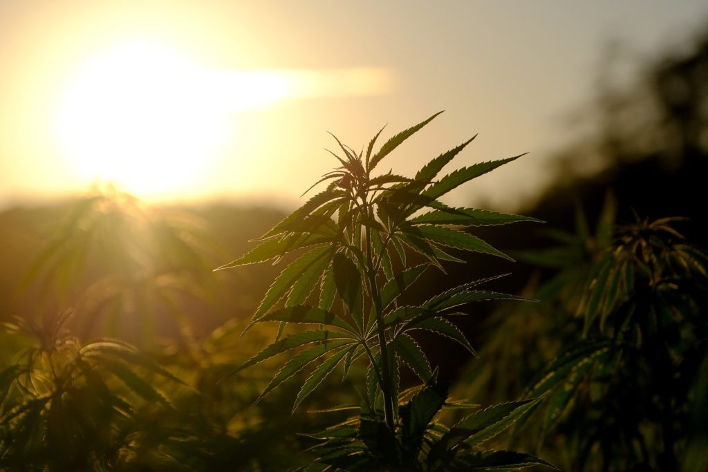 Israel’s government is accusing some cannabis companies of violating the law