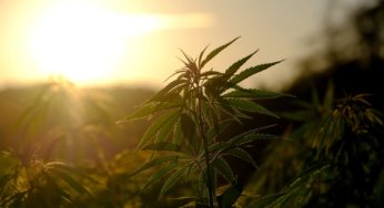 Israel’s government is accusing some cannabis companies of violating the law