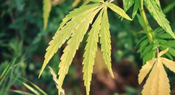 Salamanca will explore the benefits of cannabis cultivation