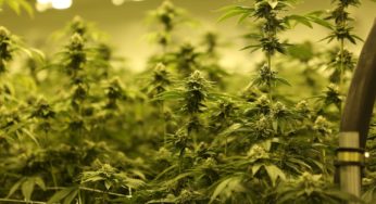 Chubut province will create a company focused on cannabis marketing