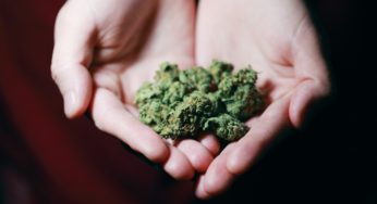 Seed bank in Uruguay launches a new versatile cannabis variety