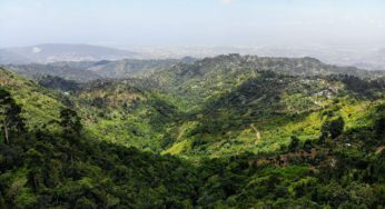 Jamaica will facilitate local growers special cultivation permits