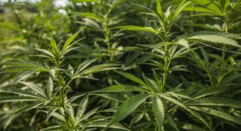Hemp legalization will bring many benefits to Mexico’s economy