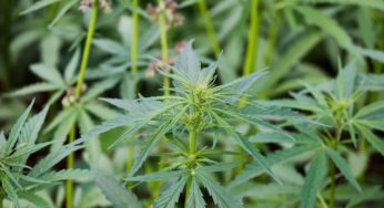 Cannabis demand rises but tons are left in warehouses unused